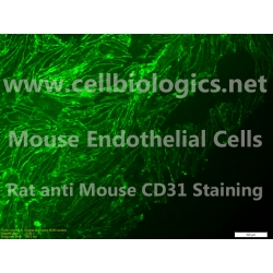 CD1 Mouse Primary Prostate Microvascular Endothelial Cells